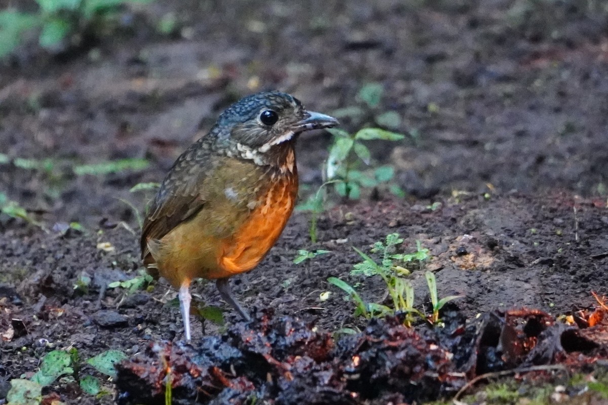 Scaled Antpitta - ML642695852