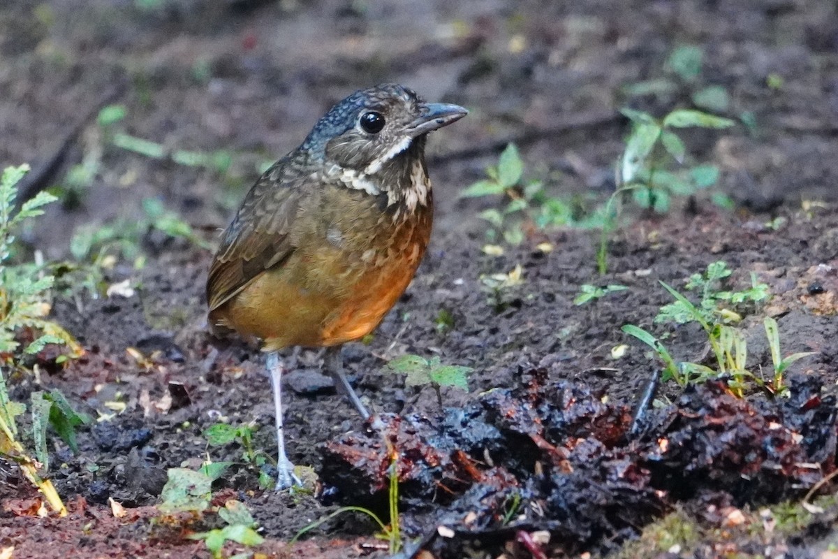 Scaled Antpitta - ML642695853