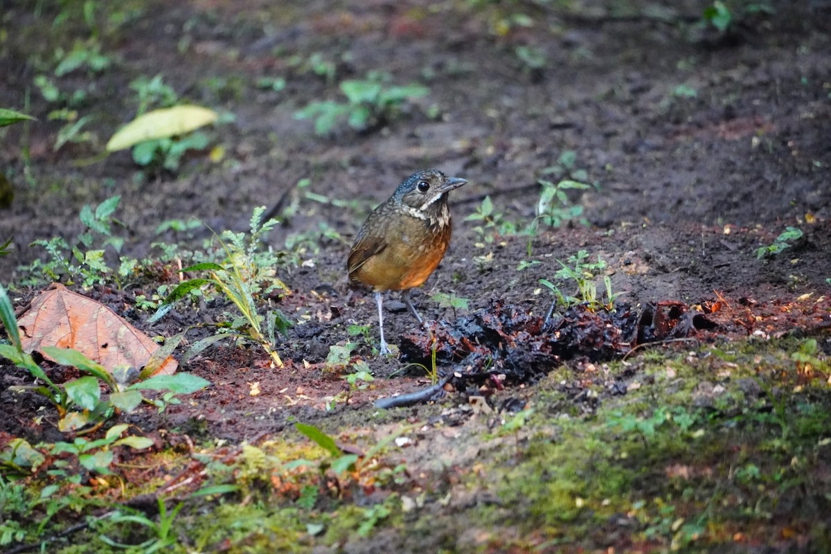 Scaled Antpitta - ML642695854