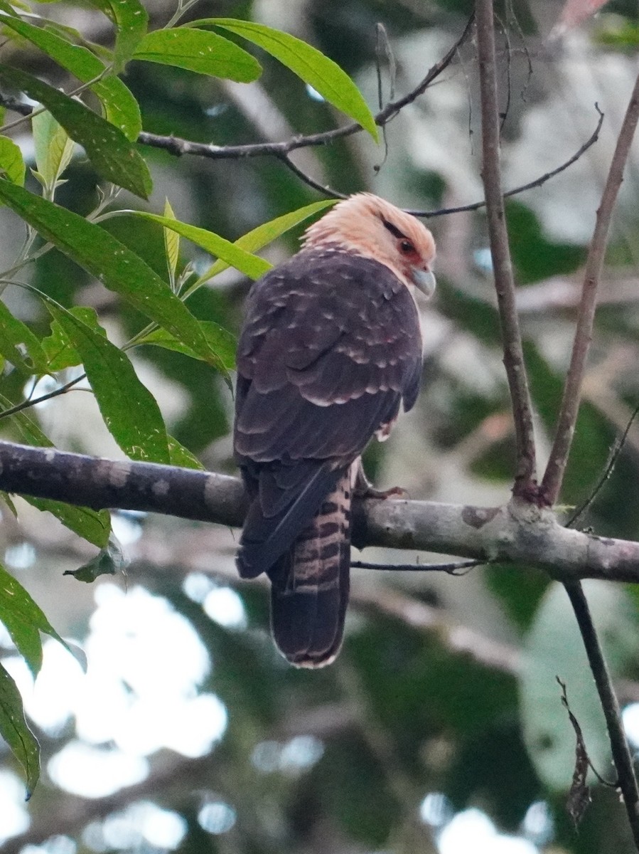 Yellow-headed Caracara - ML642695859