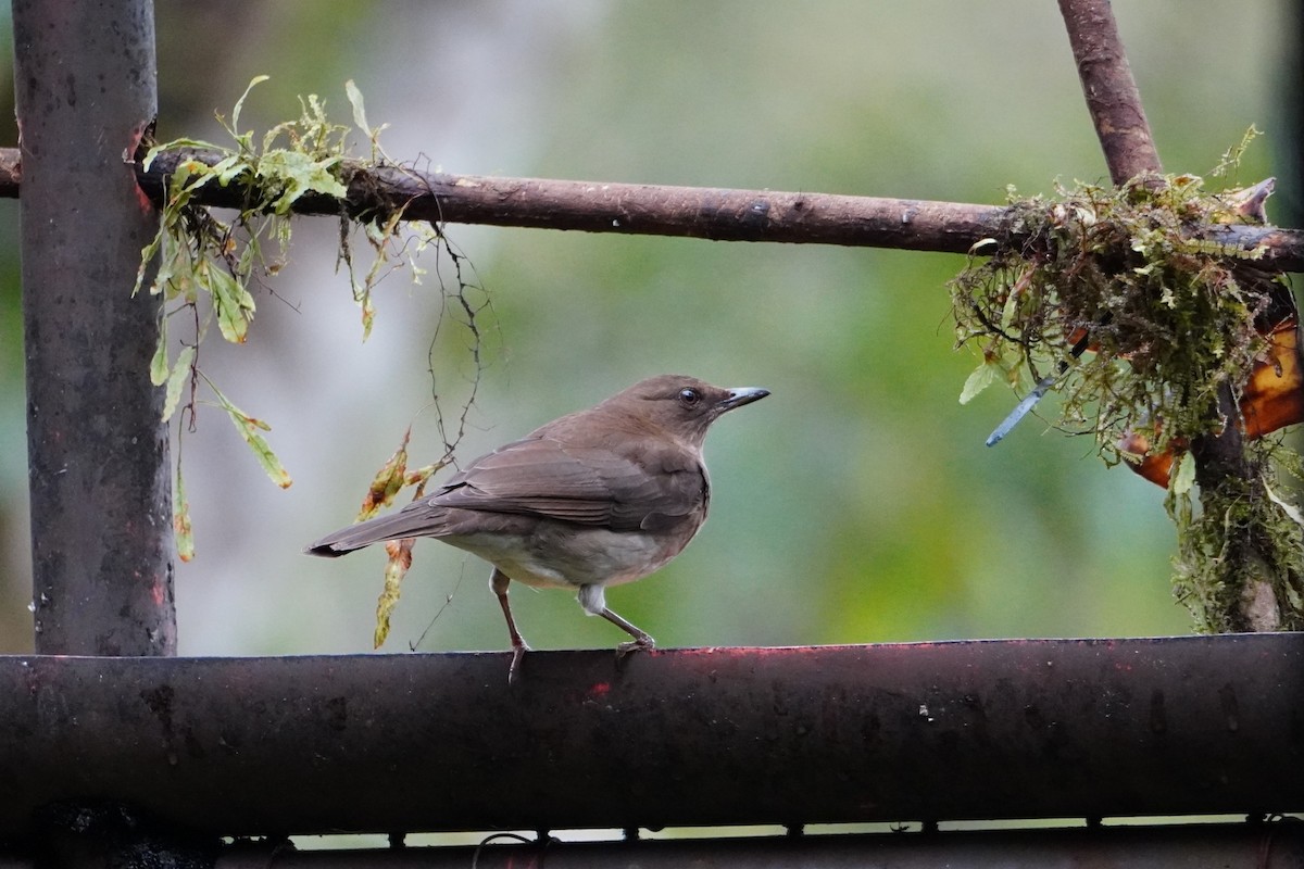 Northern Chestnut-breasted Wren - ML642695862