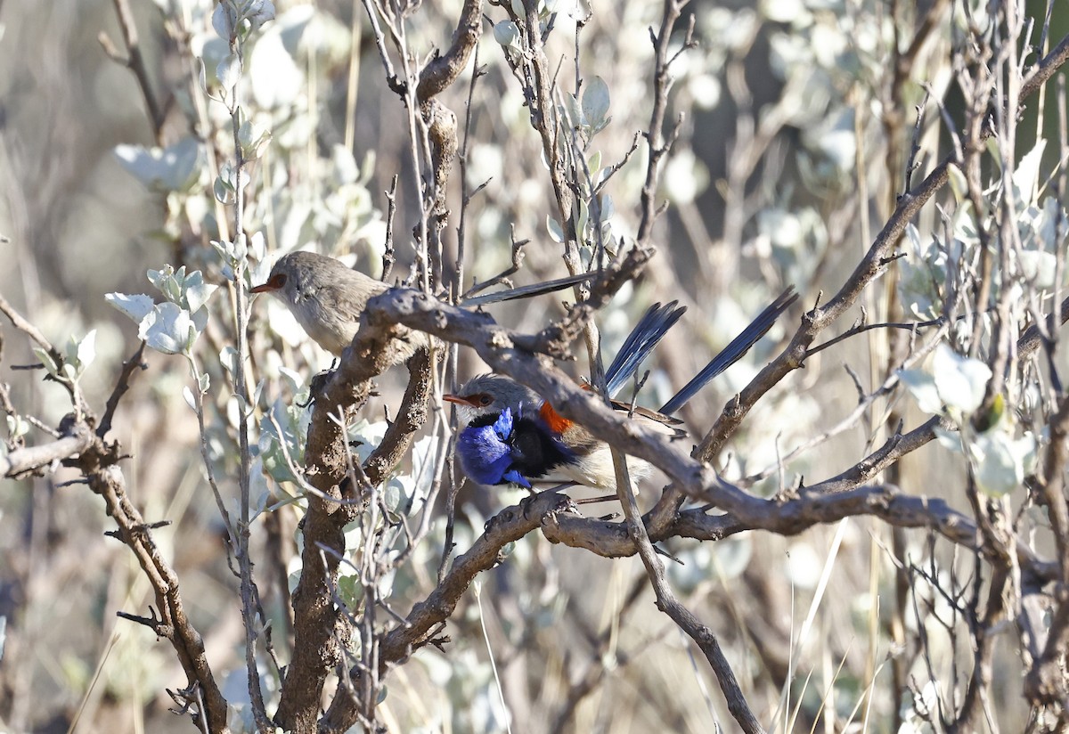 Purple-backed Fairywren - ML642695874