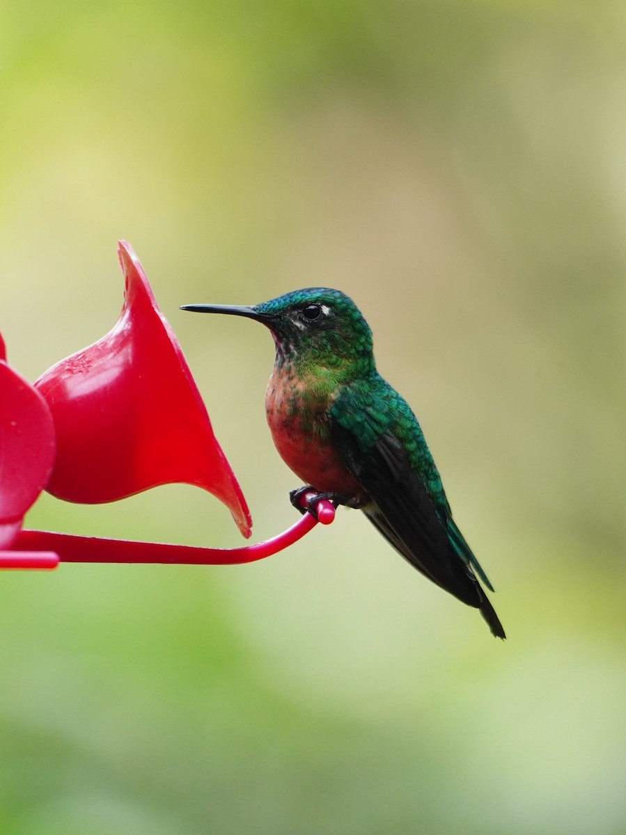 Long-tailed Sylph - ML642695878