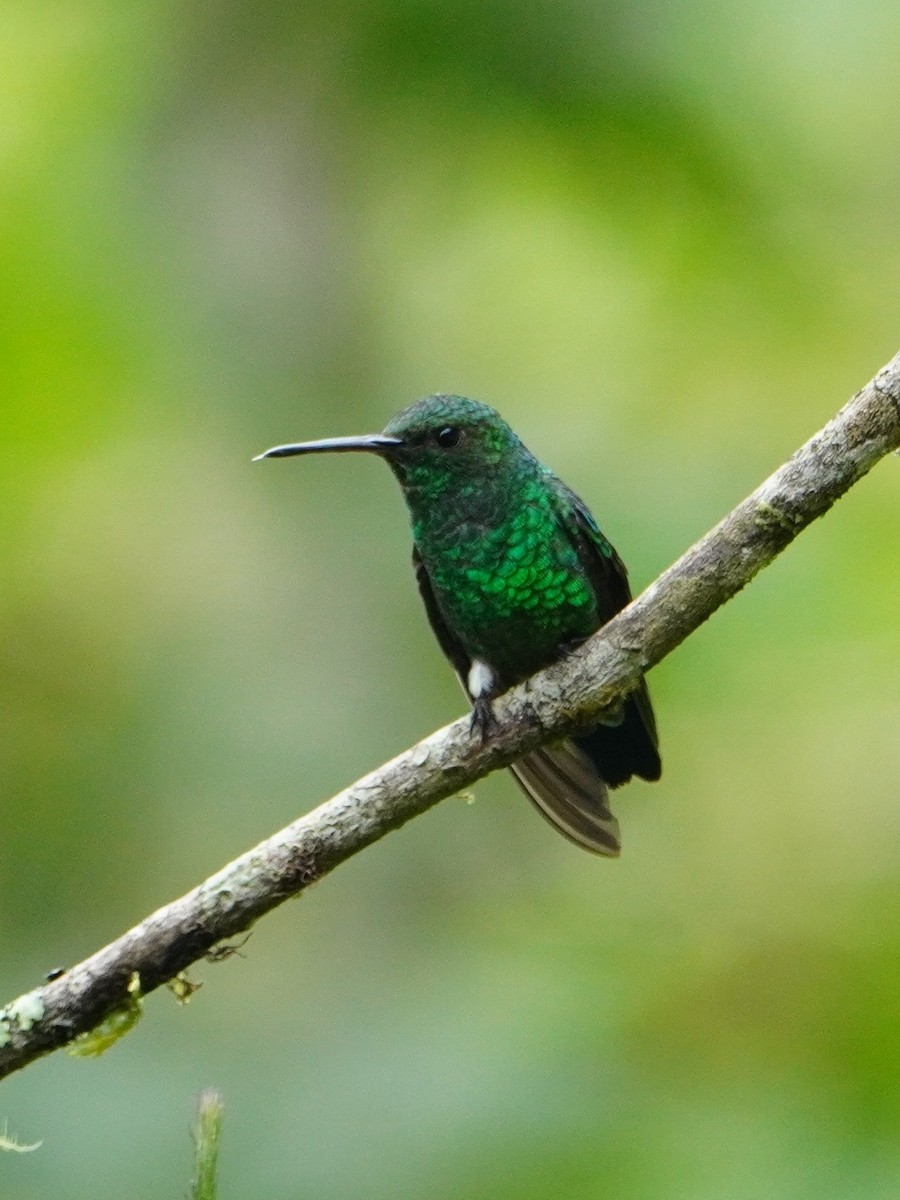 Steely-vented Hummingbird - ML642695879
