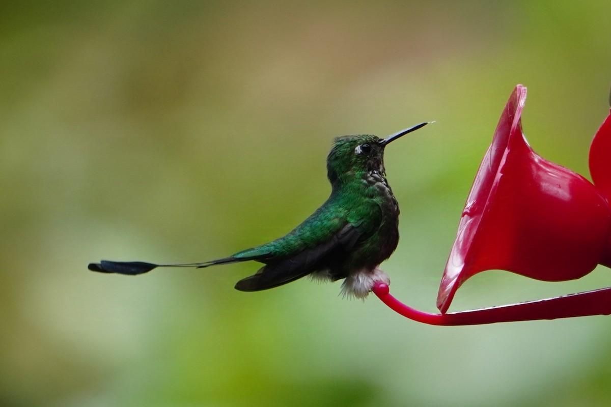 White-booted Racket-tail - ML642695881