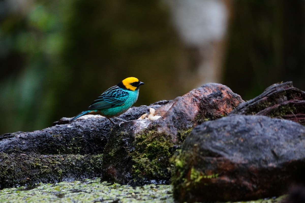 Saffron-crowned Tanager - ML642695885
