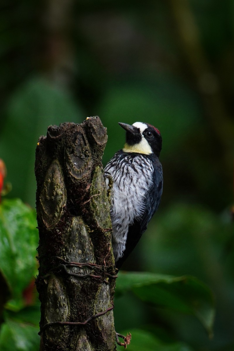 Acorn Woodpecker - ML642695886