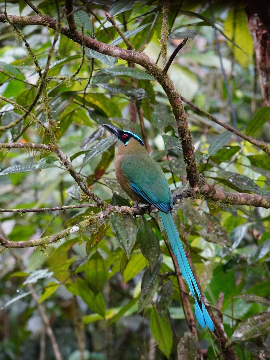 Andean Motmot - ML642695889