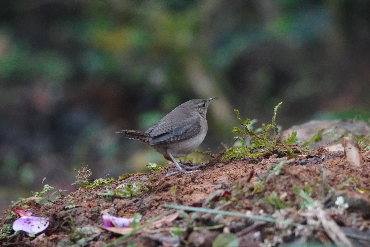 Southern House Wren - ML642695891
