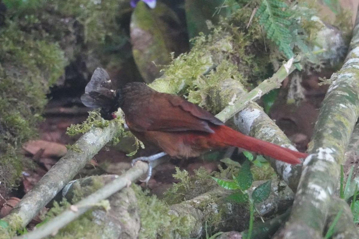 Streak-capped Treehunter - ML642695893