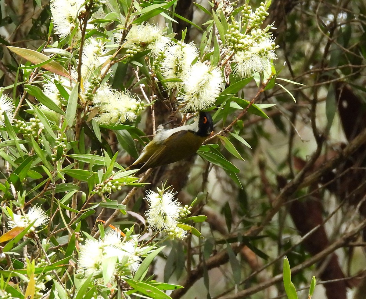White-naped Honeyeater - ML642695895