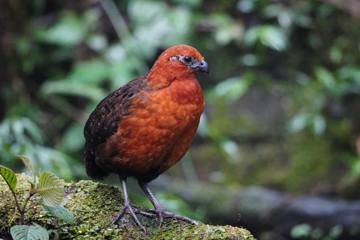 Chestnut Wood-Quail - ML642695896