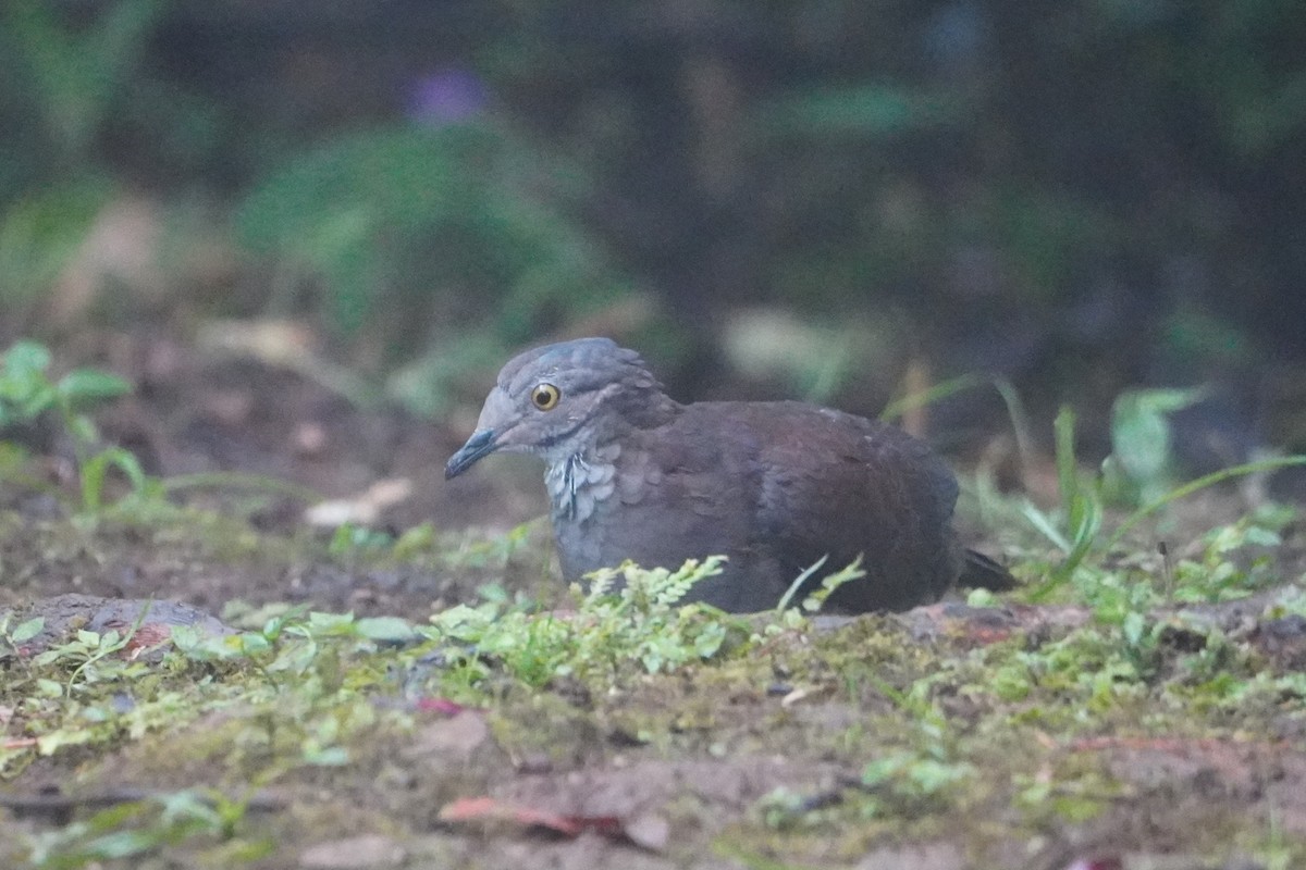 White-throated Quail-Dove - ML642695897