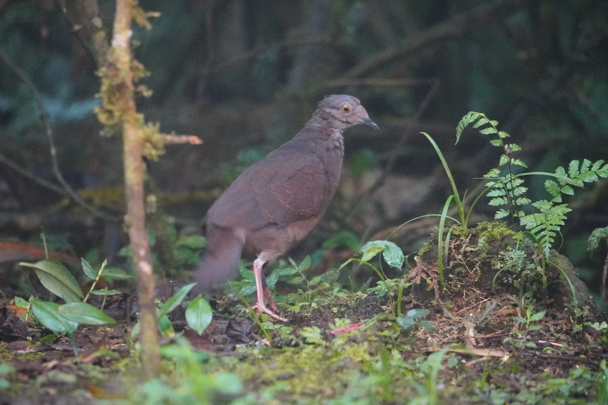 White-throated Quail-Dove - ML642695898