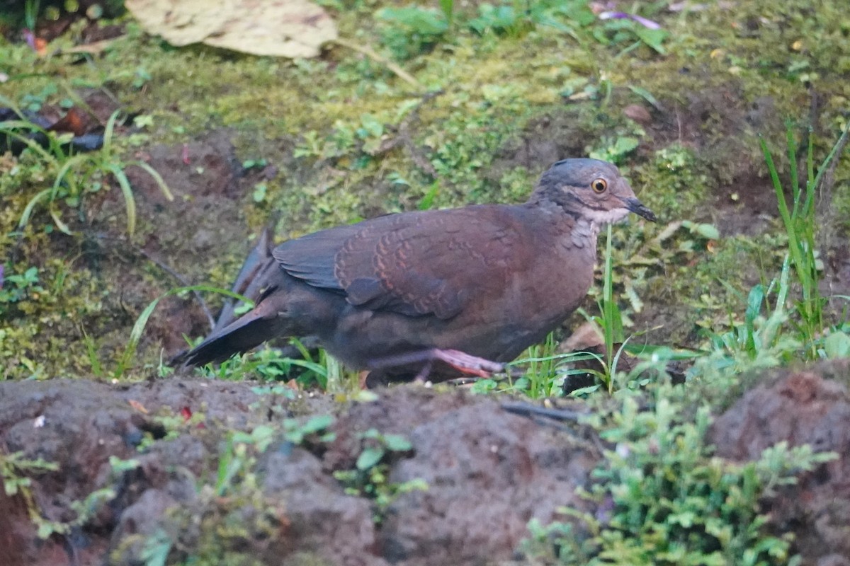 White-throated Quail-Dove - ML642695899
