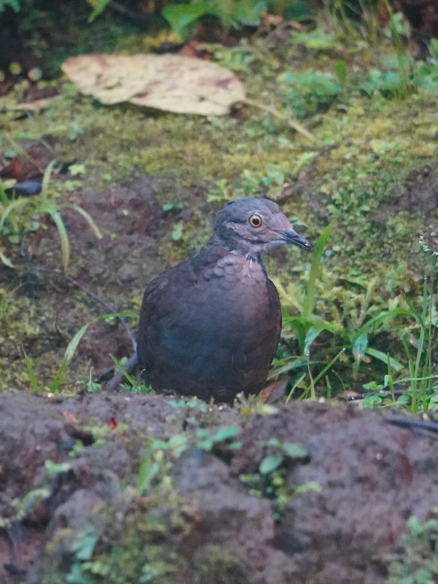 White-throated Quail-Dove - ML642695900