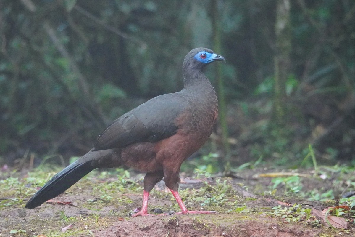 Sickle-winged Guan - ML642695902