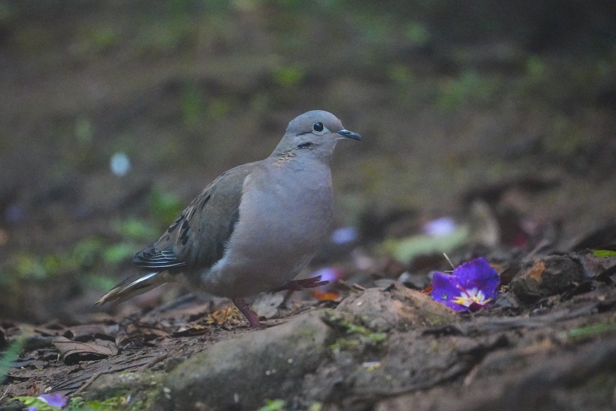 Eared Dove - ML642695904