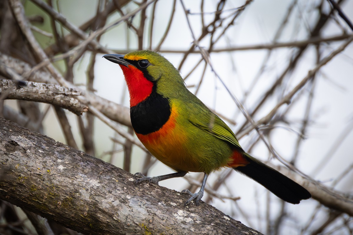 Four-colored Bushshrike - ML642695905