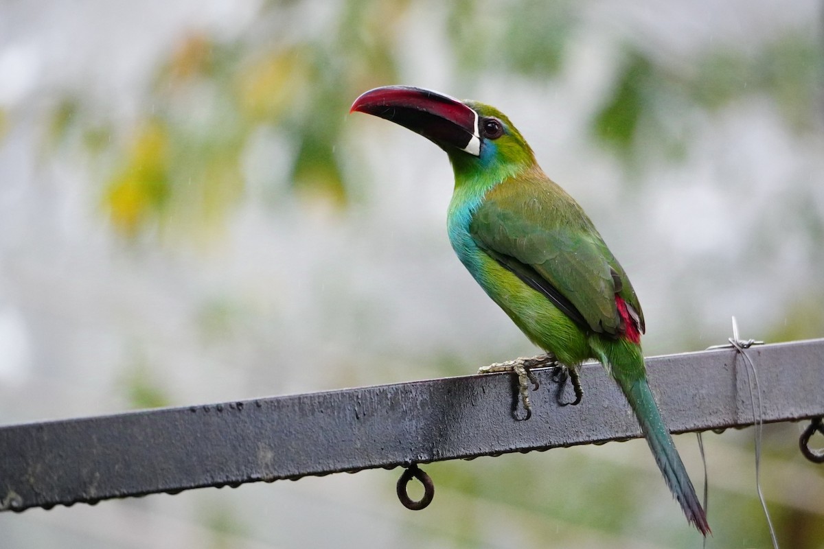 Crimson-rumped Toucanet - ML642695906