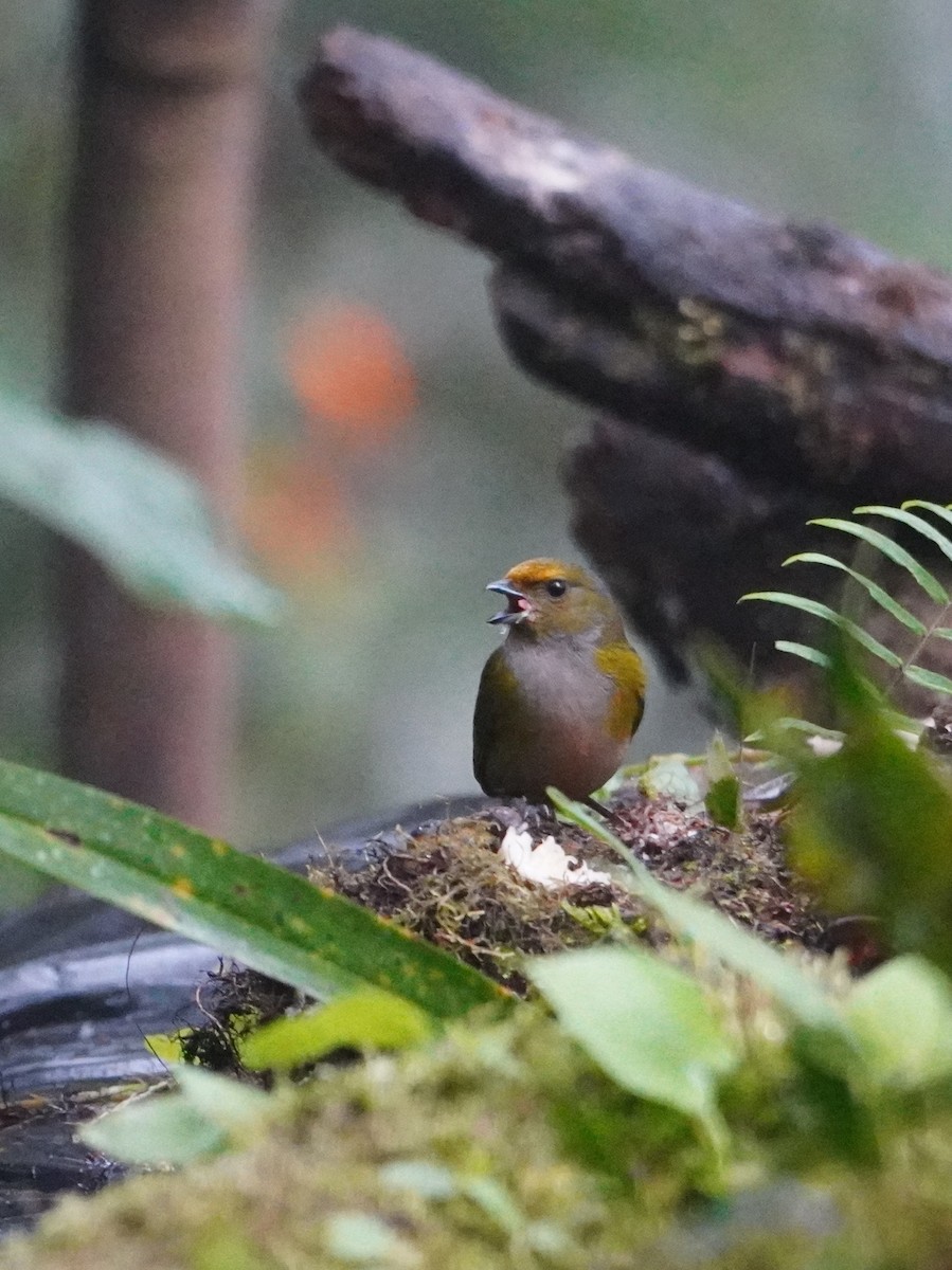 Orange-bellied Euphonia - ML642695907