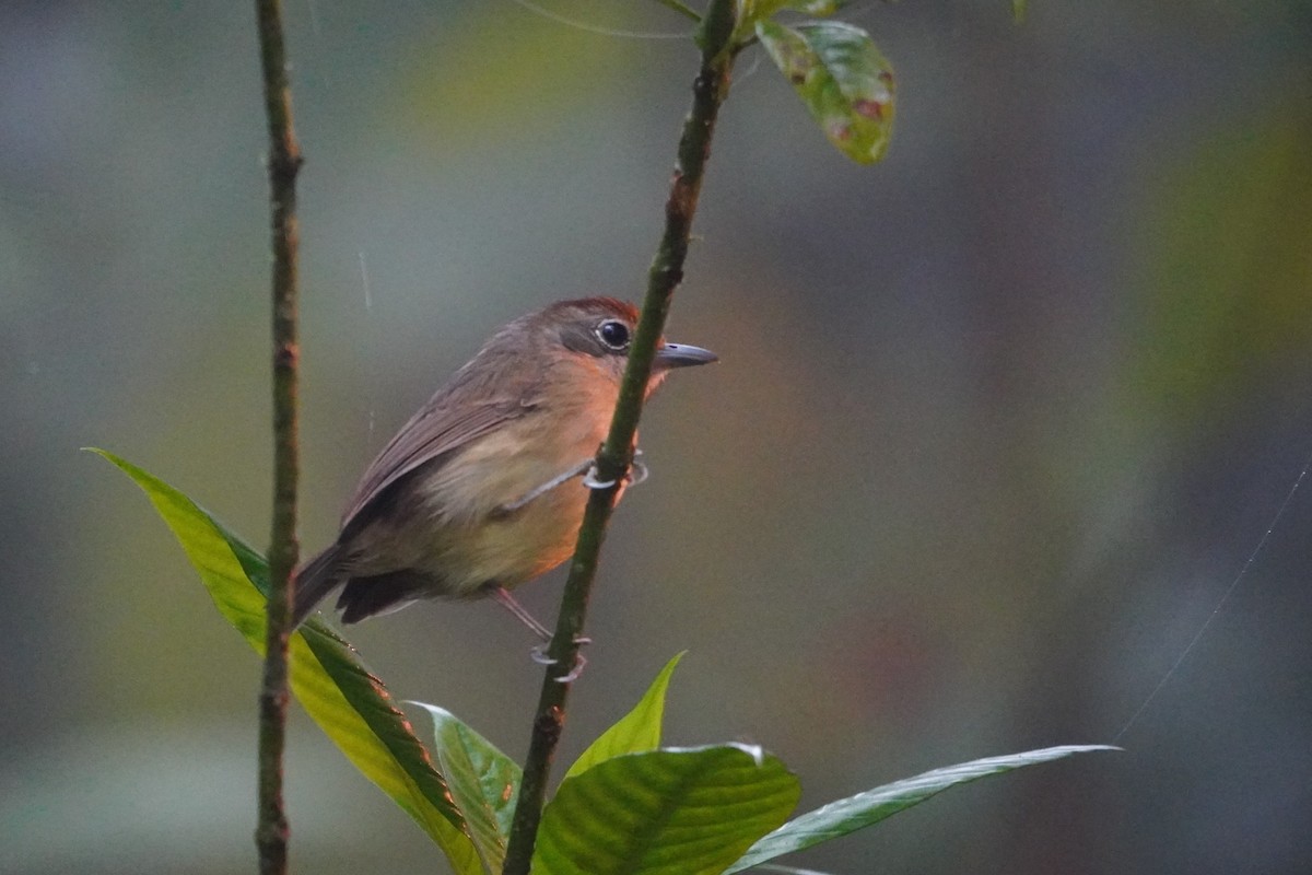 Plain Antvireo - ML642695912