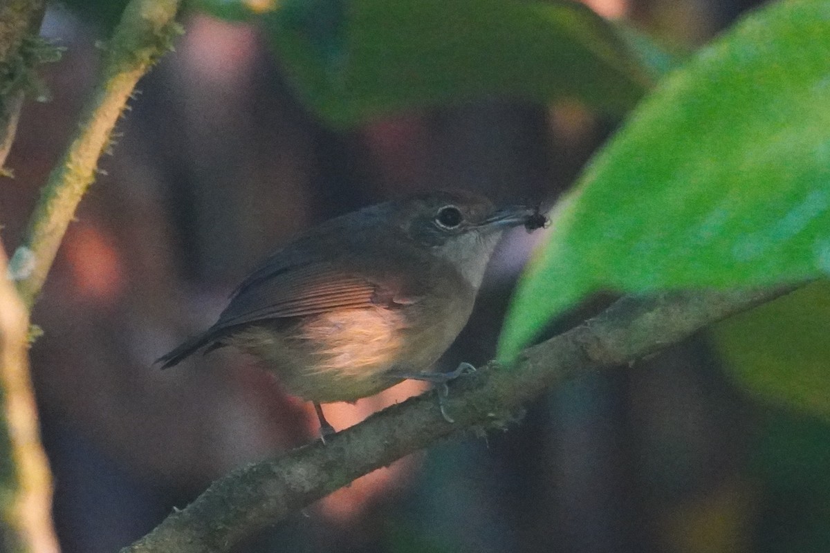 Plain Antvireo - ML642695913