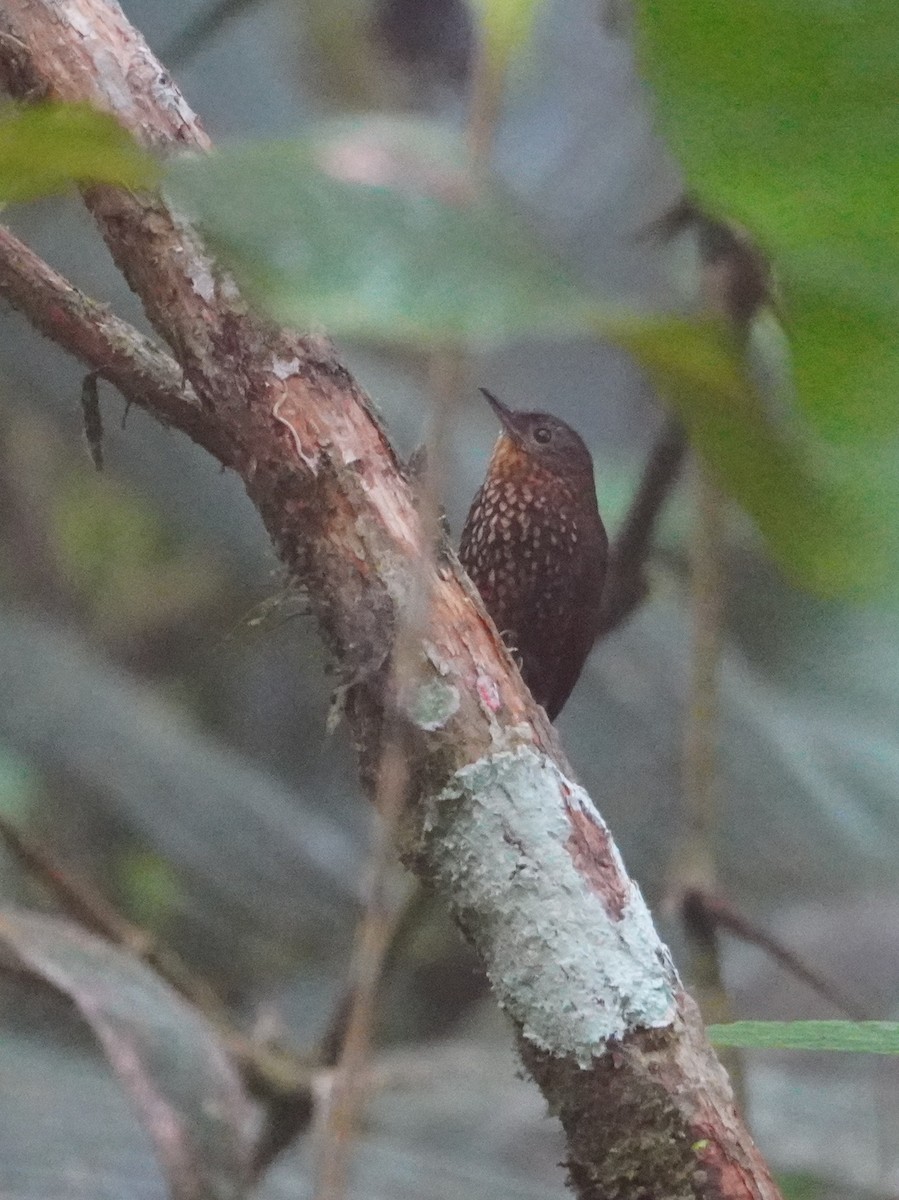 Spotted Barbtail - ML642695920