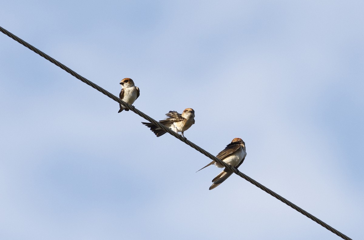 Fairy Martin - ML642695929