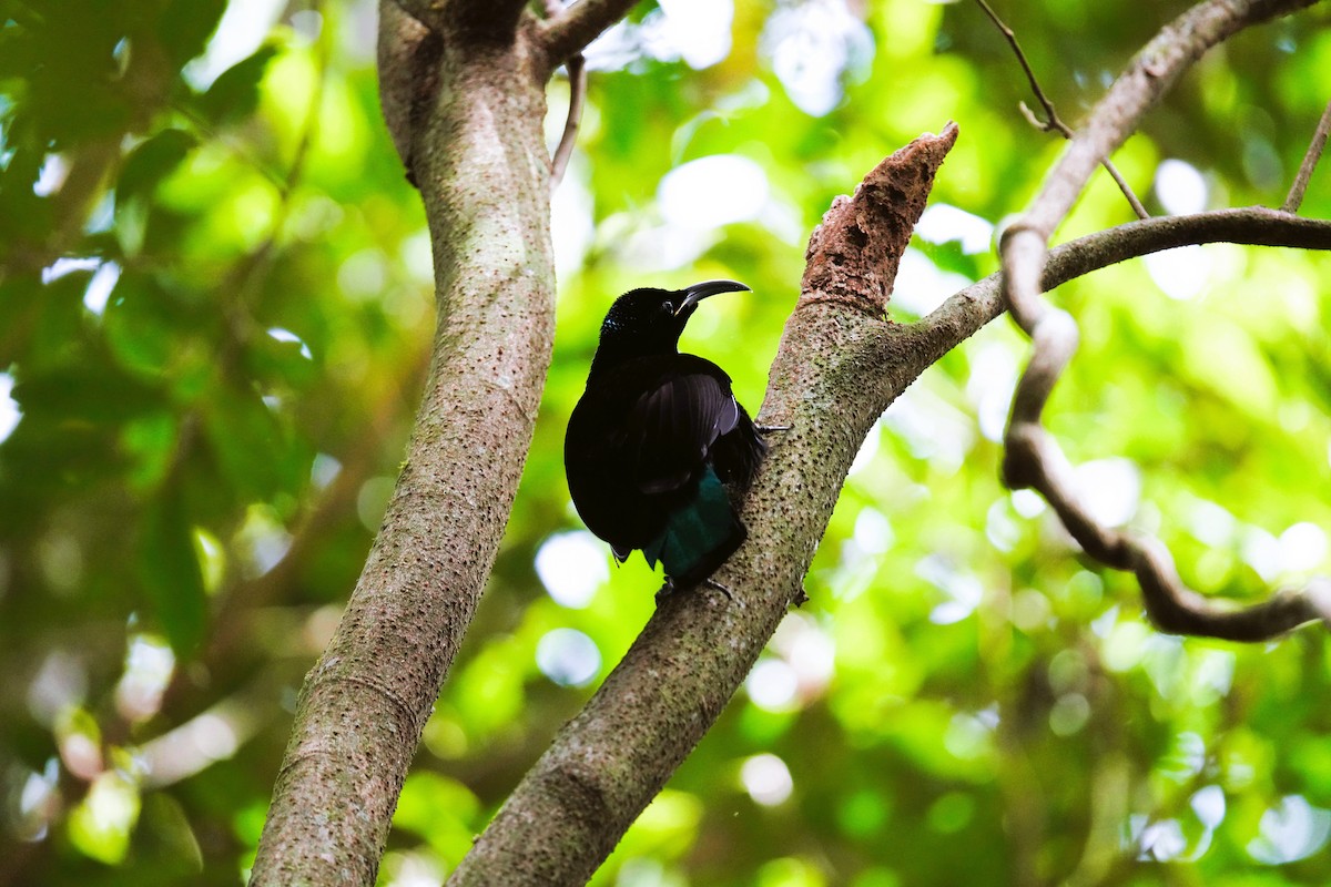 Paradise Riflebird - ML642695930