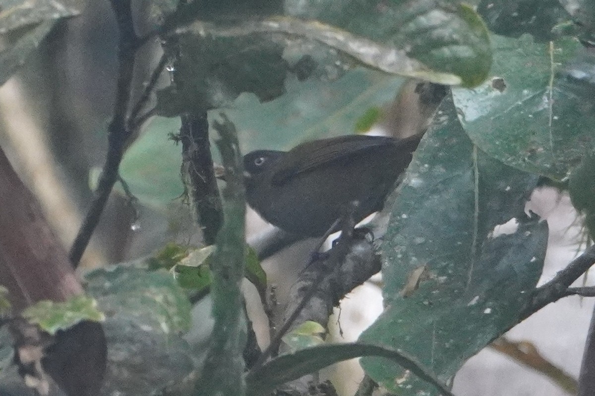 Dusky Chlorospingus - ML642695933