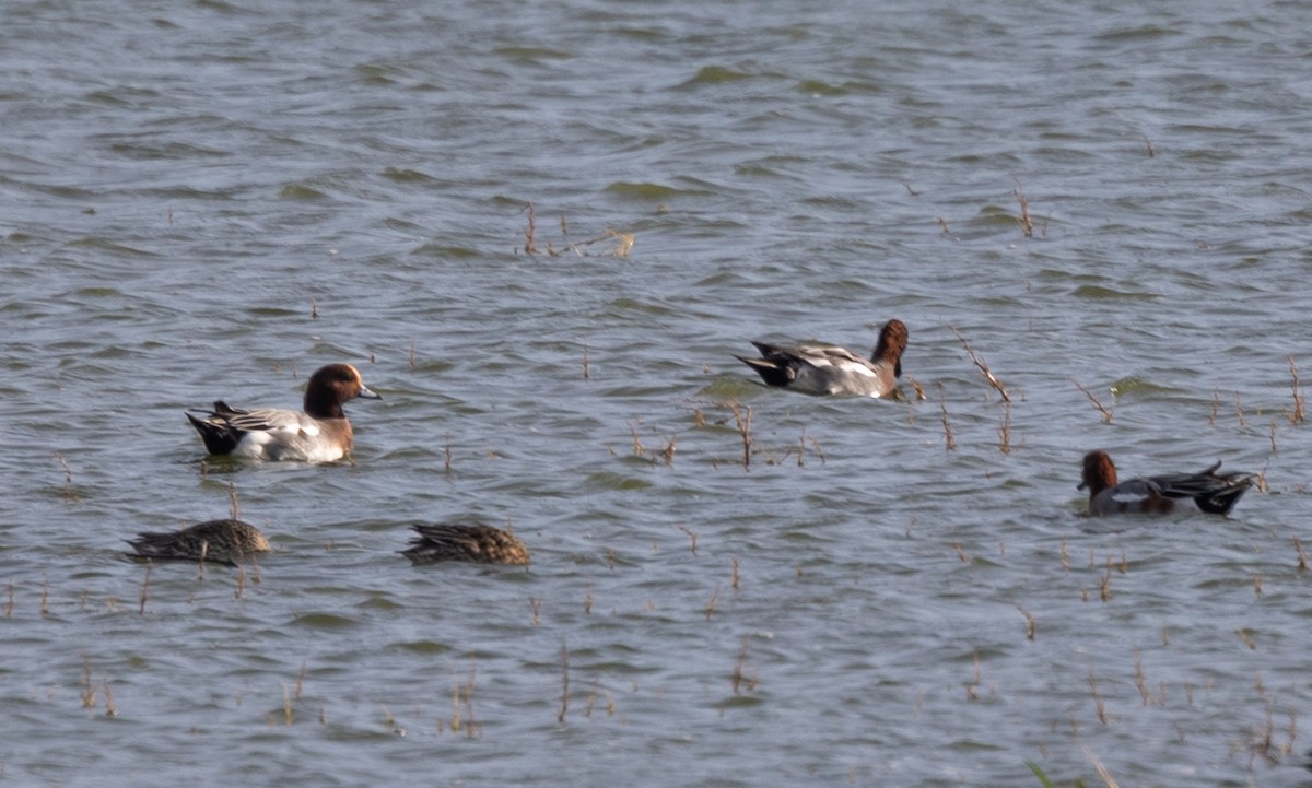 Ahate txistulari eurasiarra - ML642695934