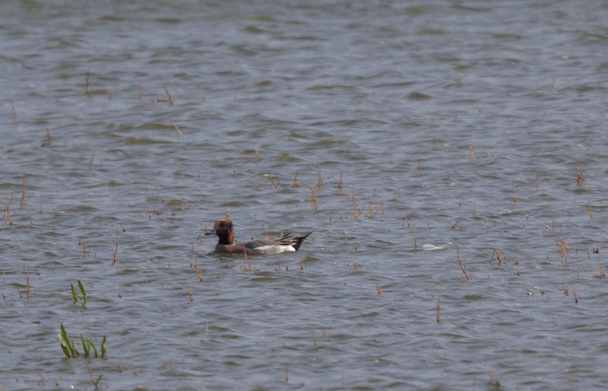 Ahate txistulari eurasiarra - ML642695935