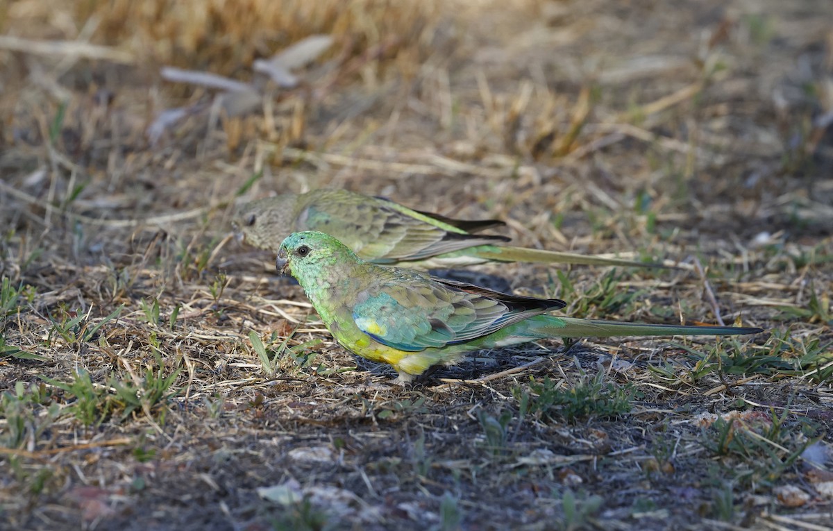 Red-rumped Parrot - ML642695936