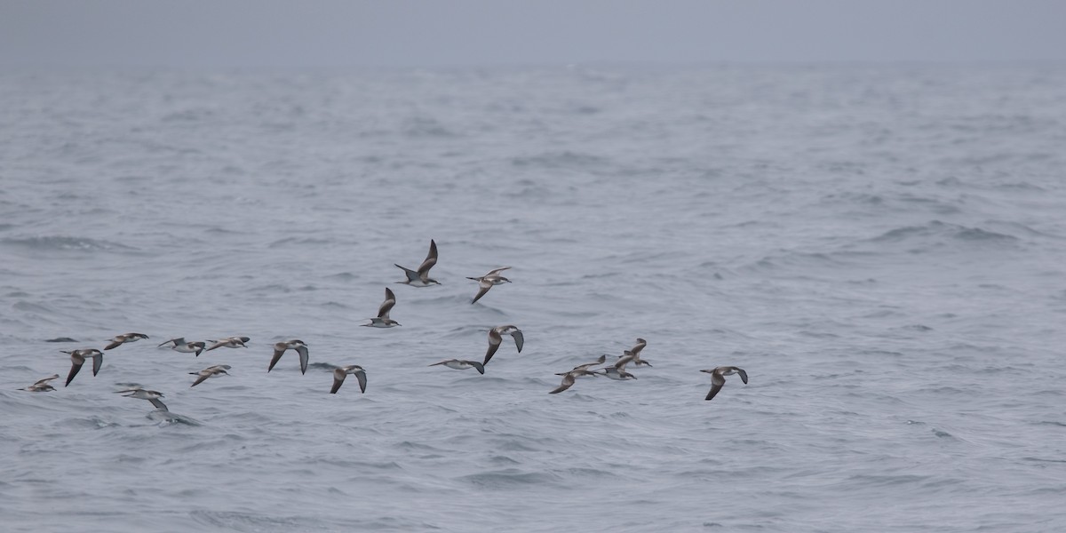 Buller's Shearwater - ML642695939