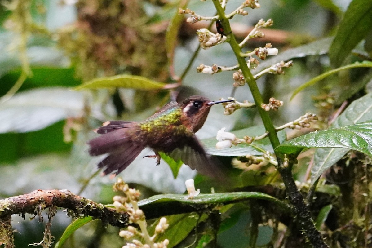 Speckled Hummingbird - ML642695940