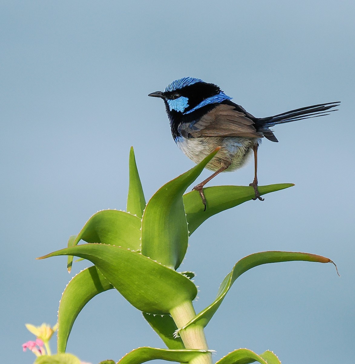 Superb Fairywren - ML642695941