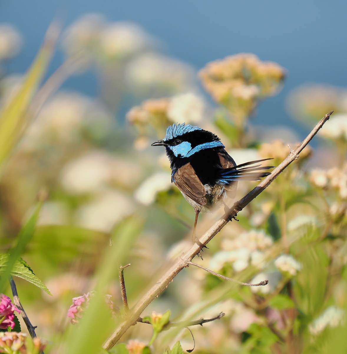 Superb Fairywren - ML642695942