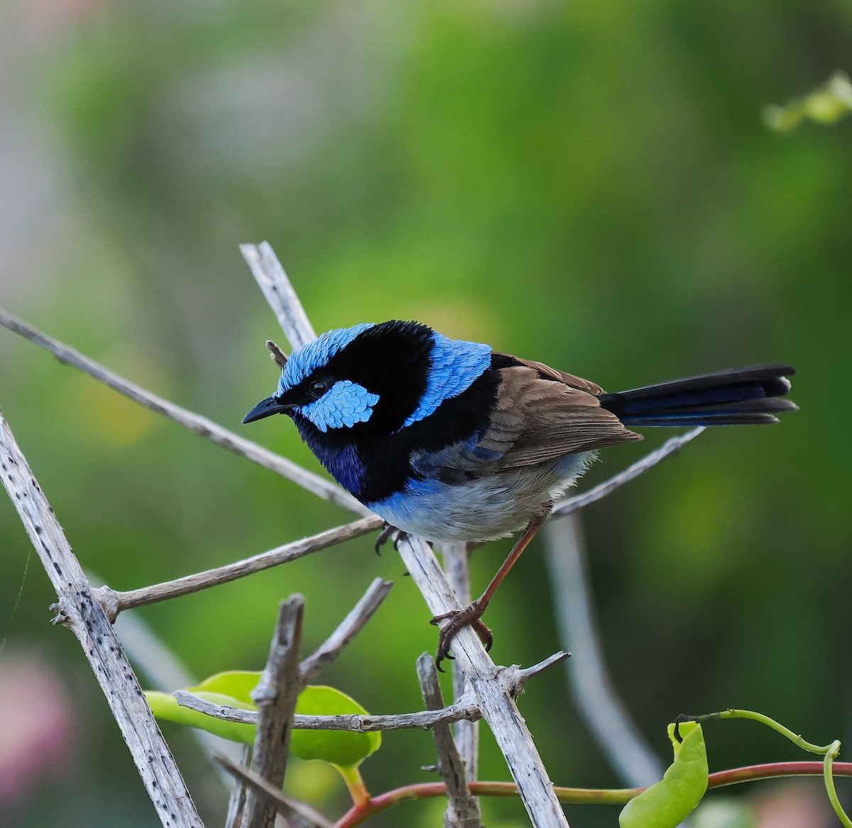 Superb Fairywren - ML642695943