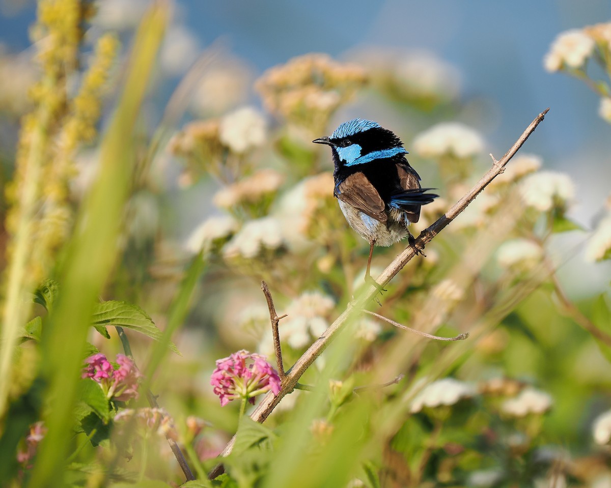 Superb Fairywren - ML642695944