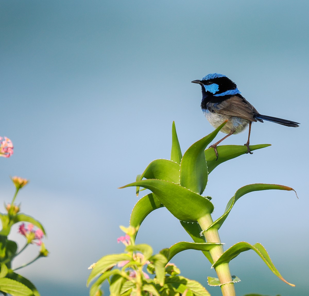 Superb Fairywren - ML642695945