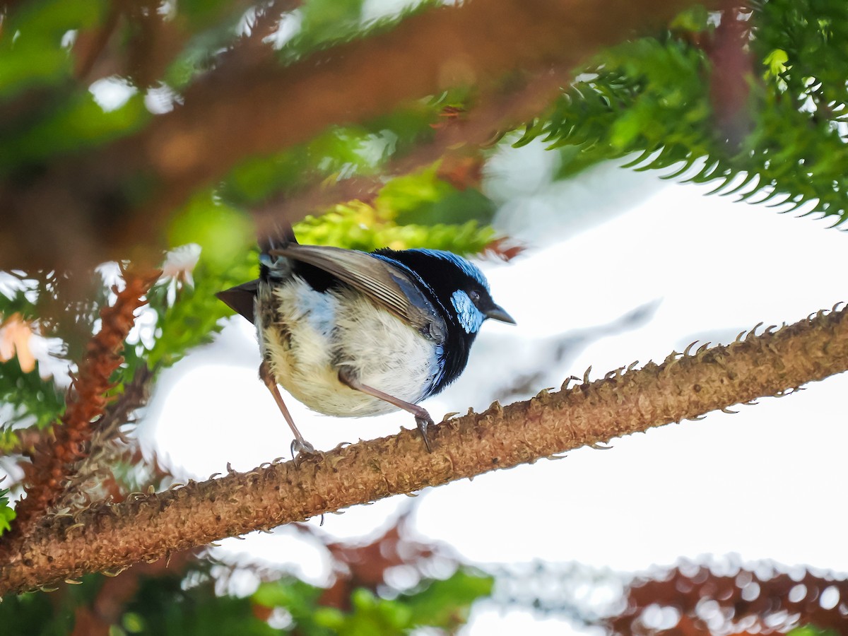 Superb Fairywren - ML642695946