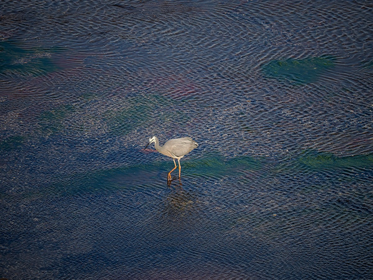 White-faced Heron - ML642695951