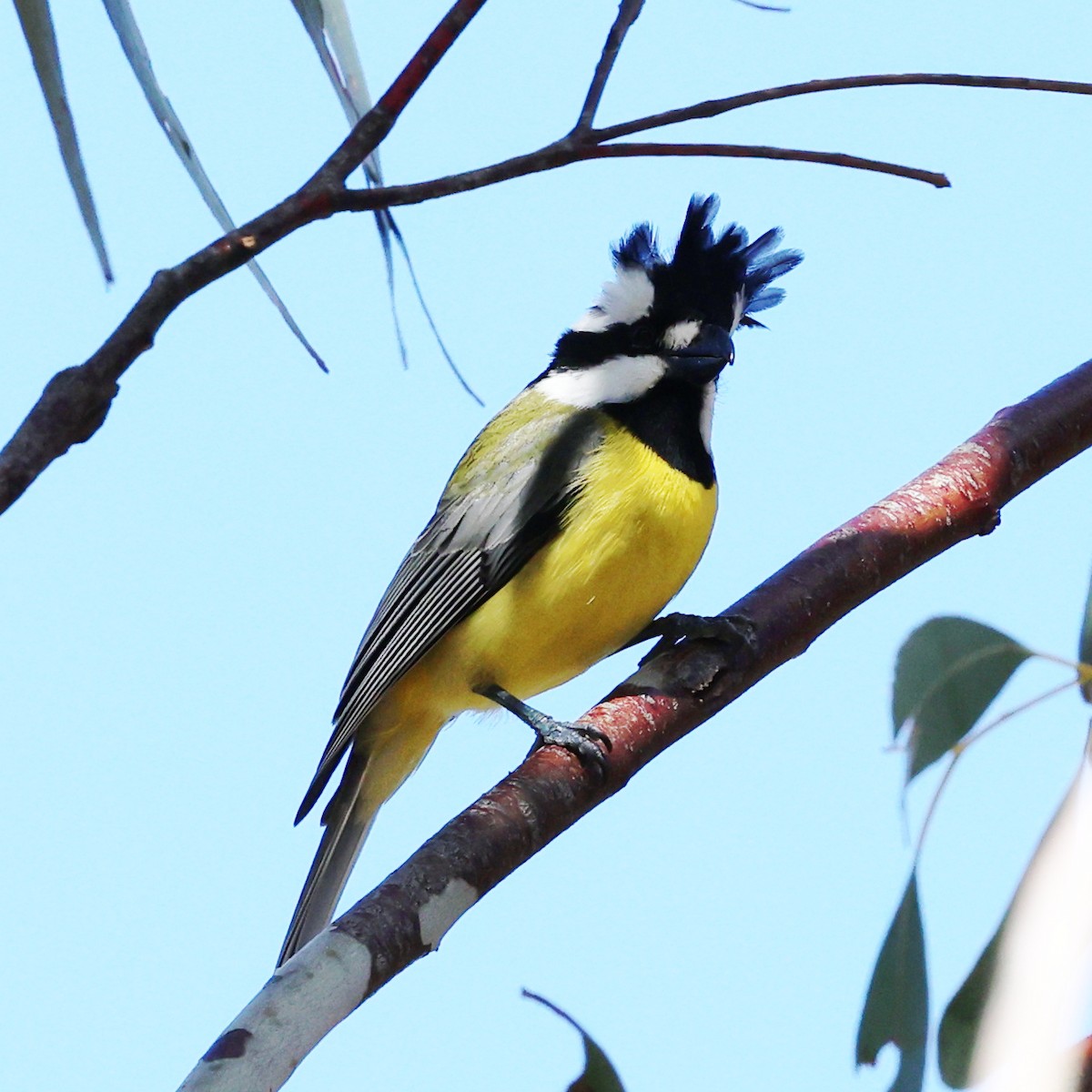 Eastern Shrike-tit - ML642695952
