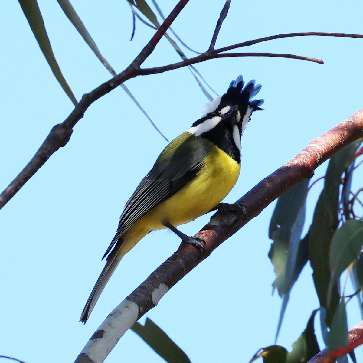 Eastern Shrike-tit - ML642695953