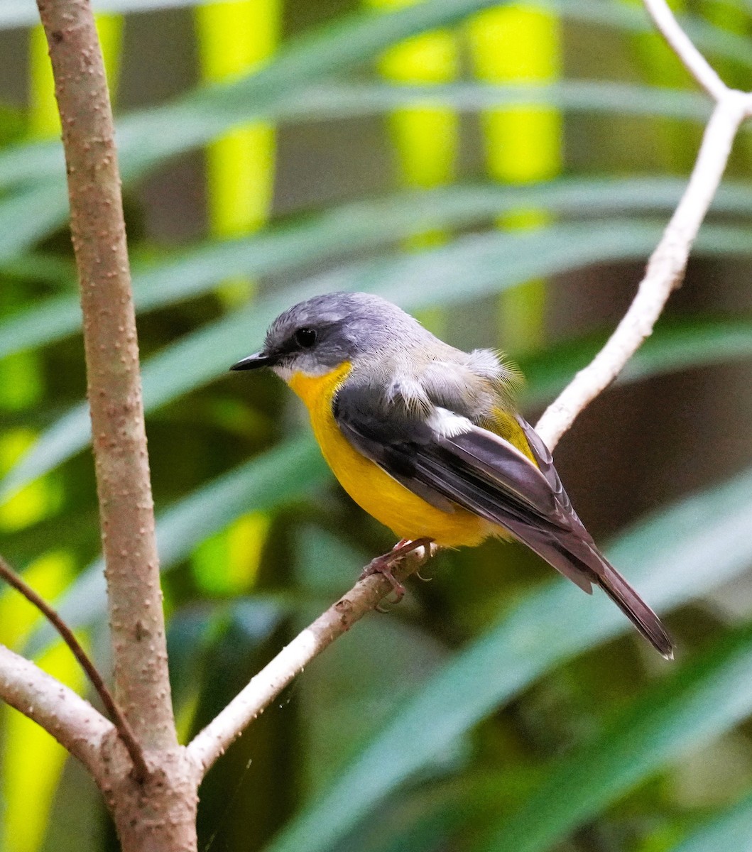Eastern Yellow Robin - ML642695956