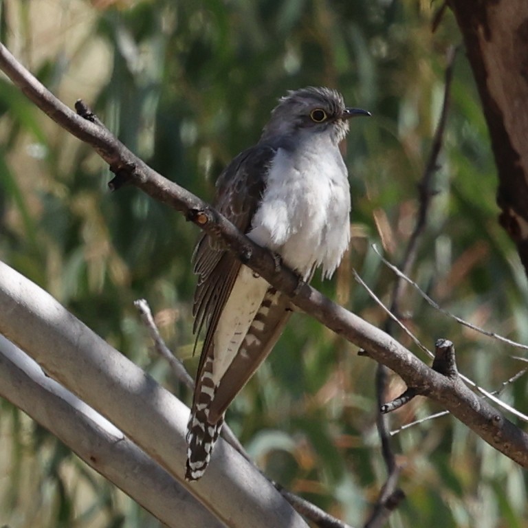 Fan-tailed Cuckoo - ML642695958
