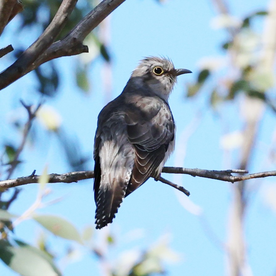 Fan-tailed Cuckoo - ML642695959