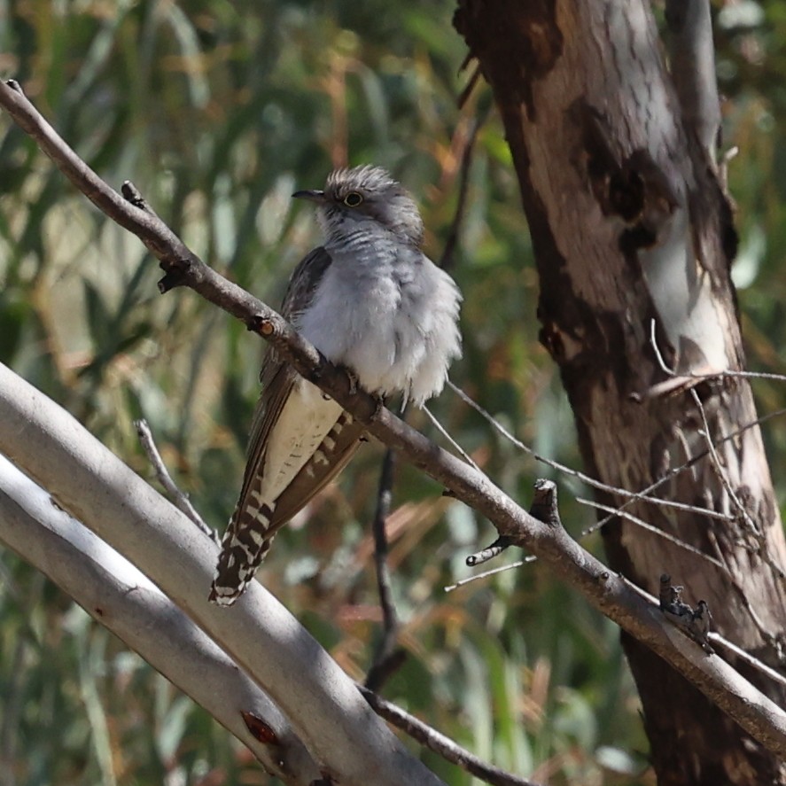 Fan-tailed Cuckoo - ML642695960