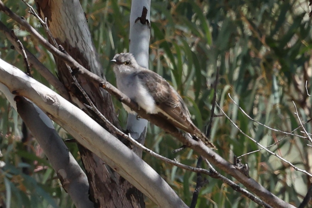 Fan-tailed Cuckoo - ML642695961